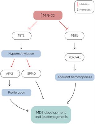 MicroRNA dysregulation in myelodysplastic syndromes: implications for diagnosis, prognosis, and therapeutic response